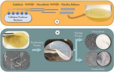 Bacterial Cellulose as a Raw Material for Food and Food Packaging Applications